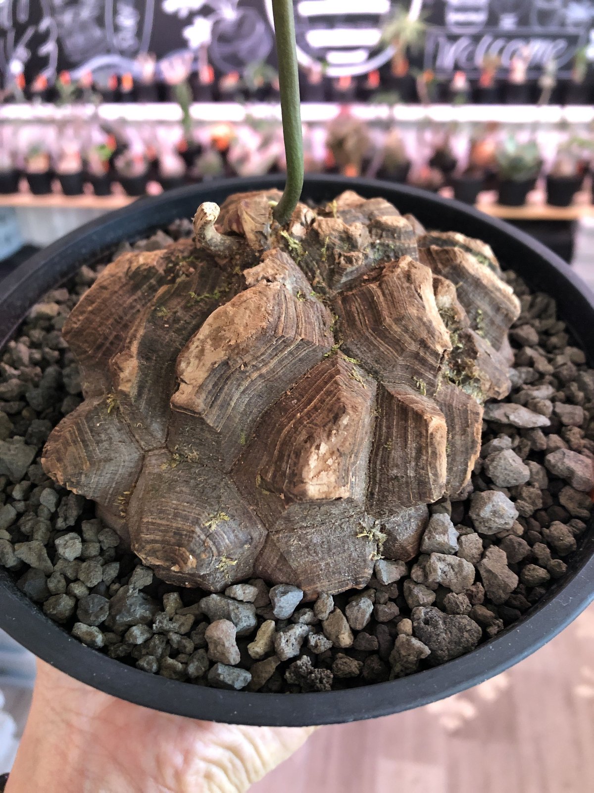 dioscorea macrostachya メキシコ亀甲竜《L size》※現地球らしい切...