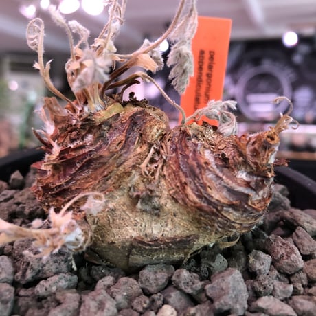 pelargonium  appendiclatum《大きめM size》※店主個人株‼︎現地球発根済株※実生株しかまず出回る事のない激希少‼︎更にW-he'd‼︎🤩※mad black pot植え