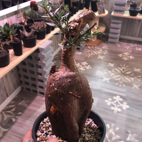 packypodium  bispinosum《M ~L size》sizeバラバラ