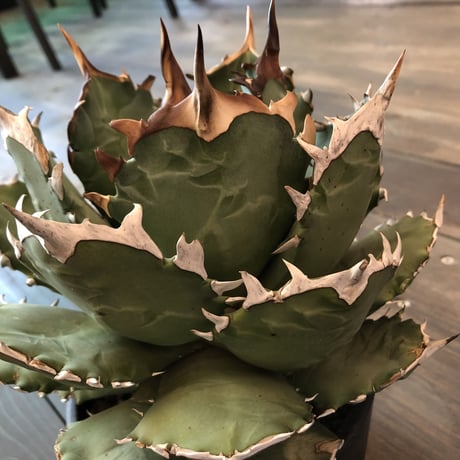 agave     titanota《L  size》