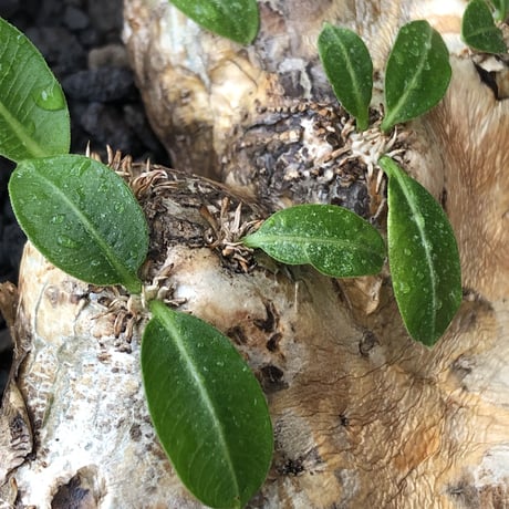 pachypodium brevicaule恵比寿笑い《大きめM size》※現地球発根後店主国内管理3年株※手乗り丁度良きサイズ感‼︎威勢よく展開中🌱※mad black pot植え