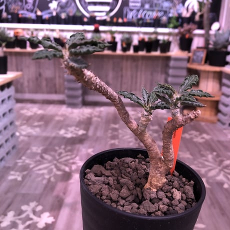 ユーフォルビアアンボボンベンシス | STORES