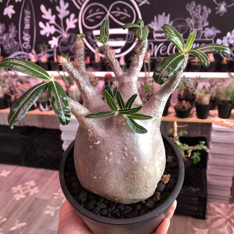 パキポディウム グラキリス 発根済み 開花 packypodium