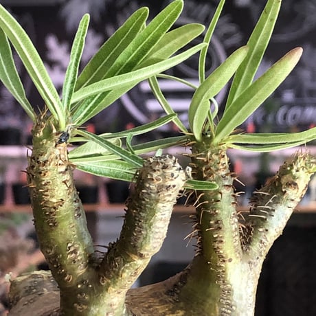 packypodium  gracilius《大きめM size》※現地球発根済株※店主国内管理4年株※現地焼けでビンテージ感がありながらもぼってり可愛い良樹形※mad black pot植え