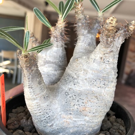 packypodium  roslatum var.cactipes《M  size》