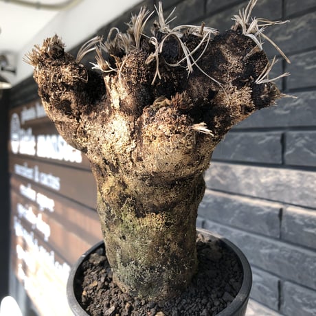 xerophyta trichophylla《S size》※現地球発根後店主国内管理2年株※驚愕強靭株※株元太めな一株※mad black pot植え