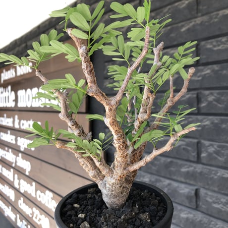 senna  meridionalis《大きめM size》※現地球株発根済※枝振りバランスも最高な一株となり幹のボコボコも強きオススメな一株‼︎※mad black pot植え