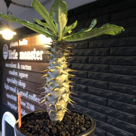 pachypodium  ambongense  littmon seed🌱《大きめM size》希少種※実生でも流通少なき将来有望ぼってり株※mad black pot植え