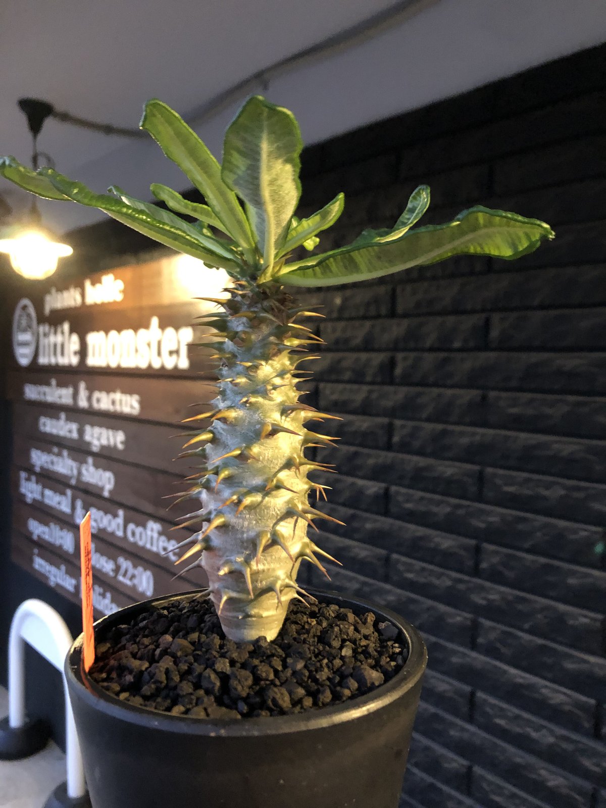 パキポディウム アンボンゲンセ 極上 ボトルタイプ 良形 タッキー