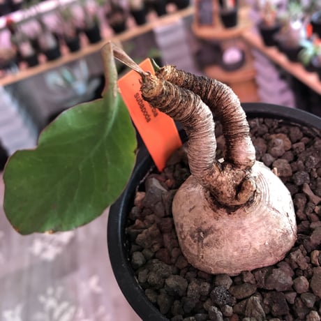 euphorbia subapoda《M size》※個体差として大変美肌なスバポダ‼︎唸り枝で大変一味ある可愛い一株‼︎※mad  black pot植え