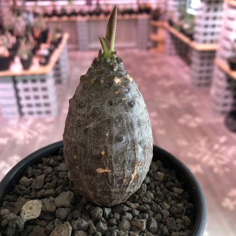 euphorbia   pachypodioides《S size  360度 たまご型》可愛くて堪らない子