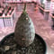 euphorbia   pachypodioides《S size  360度 たまご型》可愛くて堪らない子