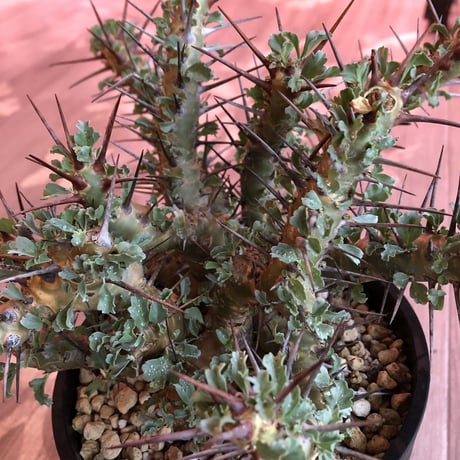 sarcocaulon   crassicaule《L  size》かなり強刺なwild美株‼︎  ※Instagram post株