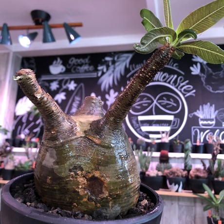 packypodium  gracilius《L size》※現地球発根済株※店主国内管理3年株※激ウェイト低き可愛さと最高バランスな極ぼってり樹形選抜株※mad black bowl pot植え