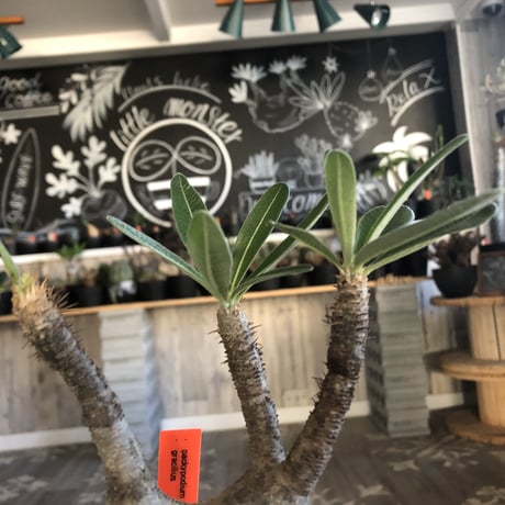 packypodium  gracilius 白肌まん丸《M size》  現地球  発根済み株  （限定1株）mad  black  pot植え