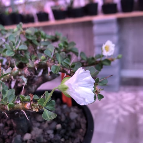 sarcocaulon  vanderietiae《L size》※サルコカウロン 希少夏型  mad  black  pot植え ※店主管理国内４年株