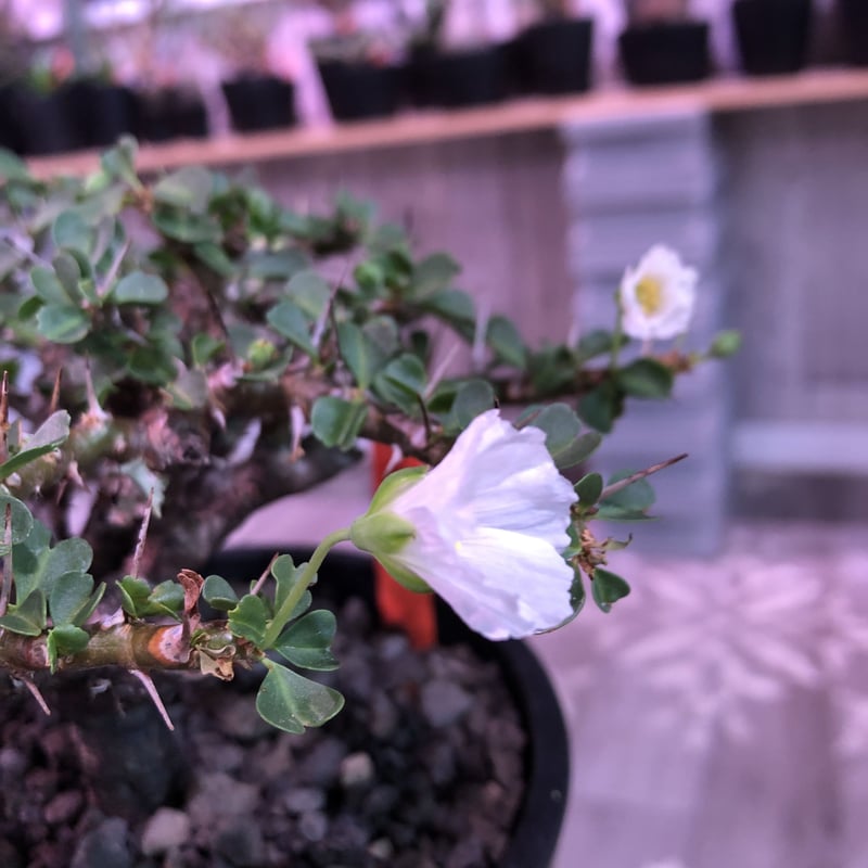 sarcocaulon vanderietiae《L size》※サルコカウロン 希少夏型