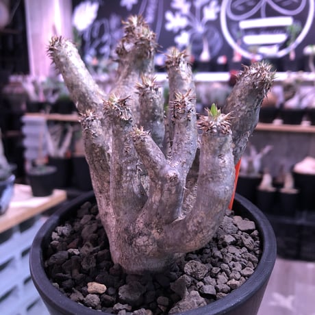 packypodium brevicalyx《大きめS size》激希少‼︎※現地球発根済株※流通しない山獲りモノ！枝のみ展開する樹形‼︎カリックスらしさ感じる激レア株※mad black pot植え
