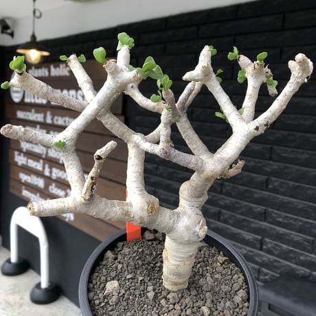 othonna  furcata《 LL size》極白肌良樹形※現地球発根後店主国内管理5年株※極美白肌且つ大きめながら大変枝振りバランスも良き一株※mad black bowl pot植え