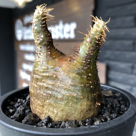 packypodium  gracilius《大きめS size》希少二頭枝※現地球発根済株※店主国内管理2年株※歪感のあるぼってり樹形が逆に堪らなく愛くるしい一株※mad black pot植え