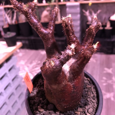 packypodium  gracilius《M  size》※現地球発根済※赤すぎる赤肌&現地焼け堪らぬリトモン渾身の一株‼︎※mad black pot植え