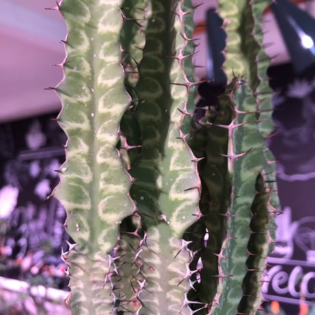 euphorbia enormis《M size》※大変カッコいい棘モノ塊根ユーフォルビア‼︎※mad black pot植え※追加補填‼︎限定1株