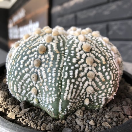 astrophytum asterias var.ミラクル兜《XL size》big株且つ極白肌が堪らない‼︎希少大株兜※店主国内管理13年株※mad black bowl pot植え