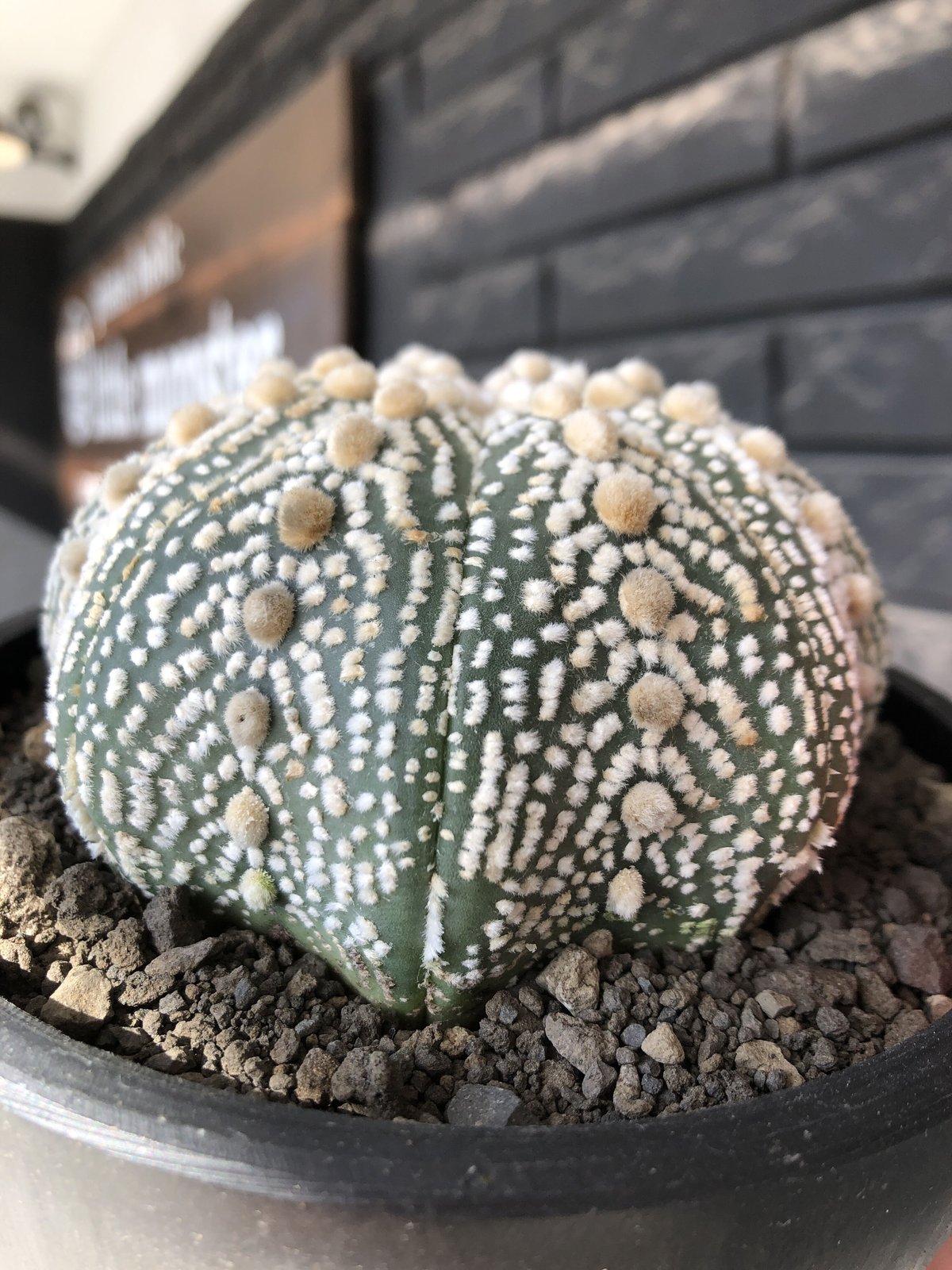 astrophytum asterias var.ミラクル兜《XL size》big株且つ極白