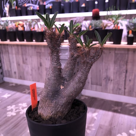 packypodium  gracilius 《M size》mad gray肌   現地球  発根済み株  mad black pot植え（限定①株）