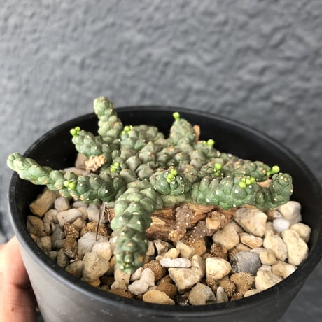 euphorbia     gorgonis《M size》