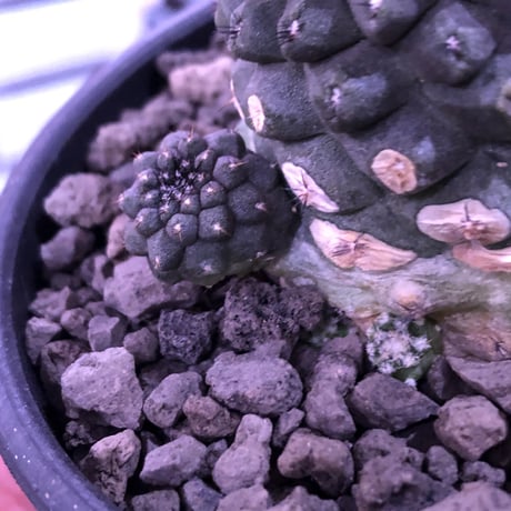 copiapoa   hypogaea《M  size》子吹き株※現地球カキ仔自根株※店主国内管理3年株※黒肌に優しい黒棘がwildなヒポガエア※mad black bowl pot植え※No.④