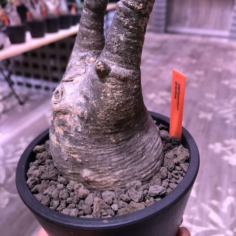 packypodium  gracilius《M  size》※現地球発根済株‼︎※現地焼け&捻くれた歪感がわざとっぽくかわいい一株‼︎※mad black pot植え