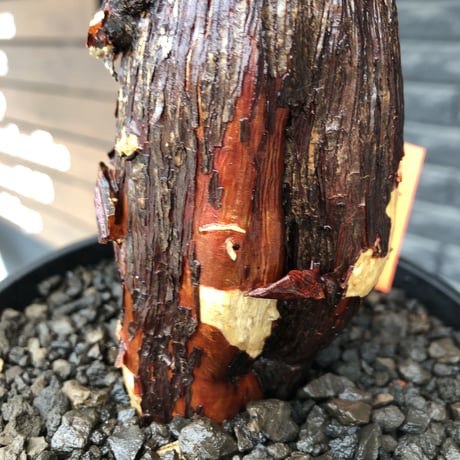 mestoklema tuberosum《L size》※現地球発根後店主国内管理5年株※味深き朽ちくによるメクれ&赤肌強き極太株元‼︎冬季も動く唯一無二な希少灌木※mad black pot植え