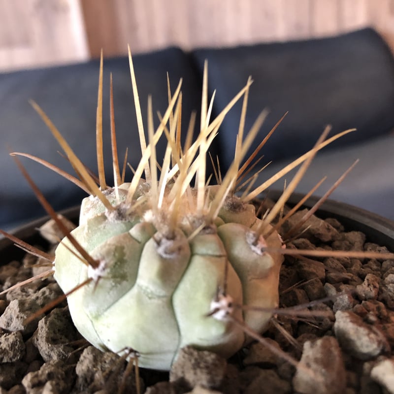 copiapoa cinerea 長刺白棘黒王丸《小さめM size》希少※現地球株カキ