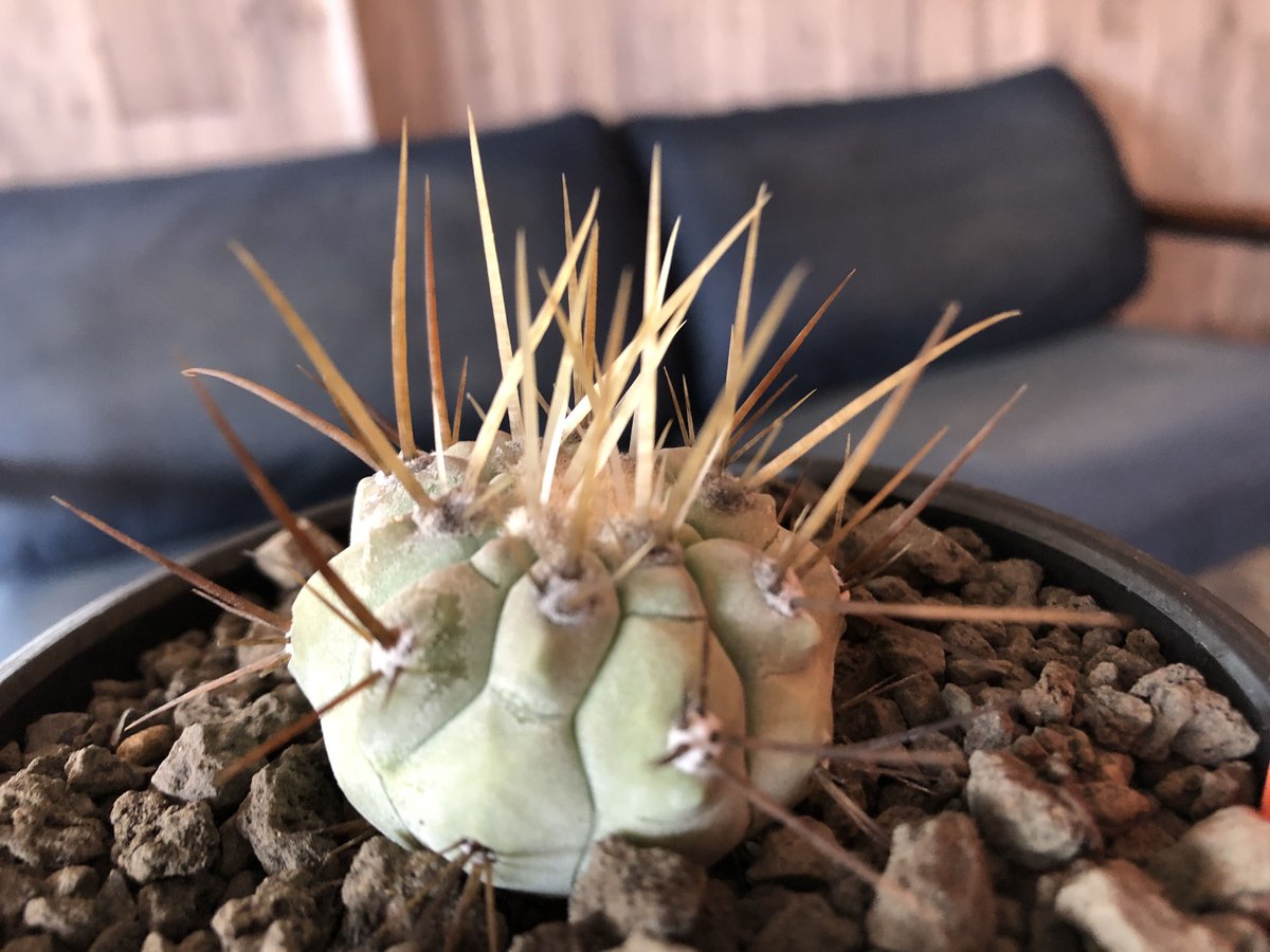 copiapoa cinerea 長刺白棘黒王丸《小さめM size》希少※現地球株カキ
