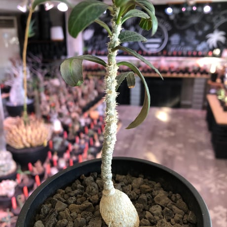 euphorbia waringiae《M size》※現地球株発根済※ぽっこりと丸みある塊根にギザギザ葉が相まって堪らなくかわいい一株※black bowl pot植え