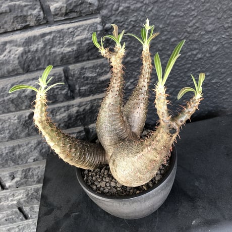 packypodium  gracilius《L size》希少4分頭株※現地球発根済株※店主国内管理3年株※極めて美しい肌質と最高樹形balance‼︎※mad black bowl pot植え