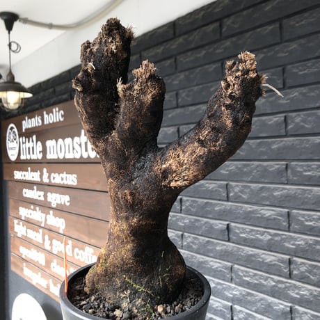 xerophyta trichophylla《S size》※現地球発根後店主国内管理2年株※驚愕強靭株※枝振り良くweightもlow‼︎株元極太サイズ※mad black pot植え
