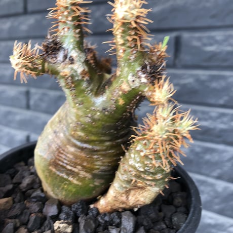 pachypodium  gracilius《M size》希少‼︎ニ頭枝w-he'd＆極green肌株※現地球発根後店主国内管理3年株※極green肌の良樹形双頭株※mad black pot植え