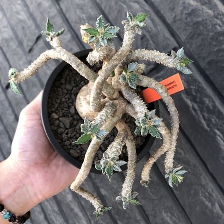 euphorbia tulearensis《 LL size》※現地球発根後店主国内管理5年株※驚愕‼︎bigサイズ‼︎希少性No.1塊根ユーフォルビア‼︎※mad black pot植え