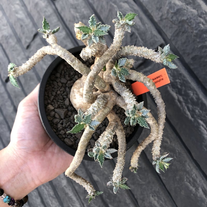 euphorbia tulearensis《 LL size》※現地球発根後店主国内管理5