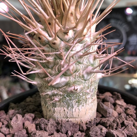 packypodium  namaquanum 光堂《L size》littmon seed🌱※激希少大きめ光堂‼︎時間かけしっかり育てた渾身の一株‼︎※mad  black bowl pot植え