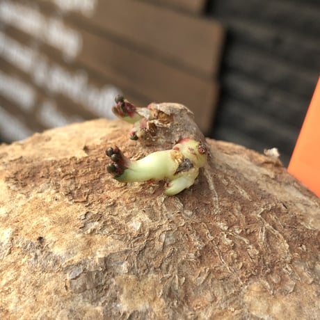 adenia ovata《L L size》激希少種大株※現地球発根後店主国内管理7年株※大変美しく360度球体株の希少種※mad white bowl pot植え