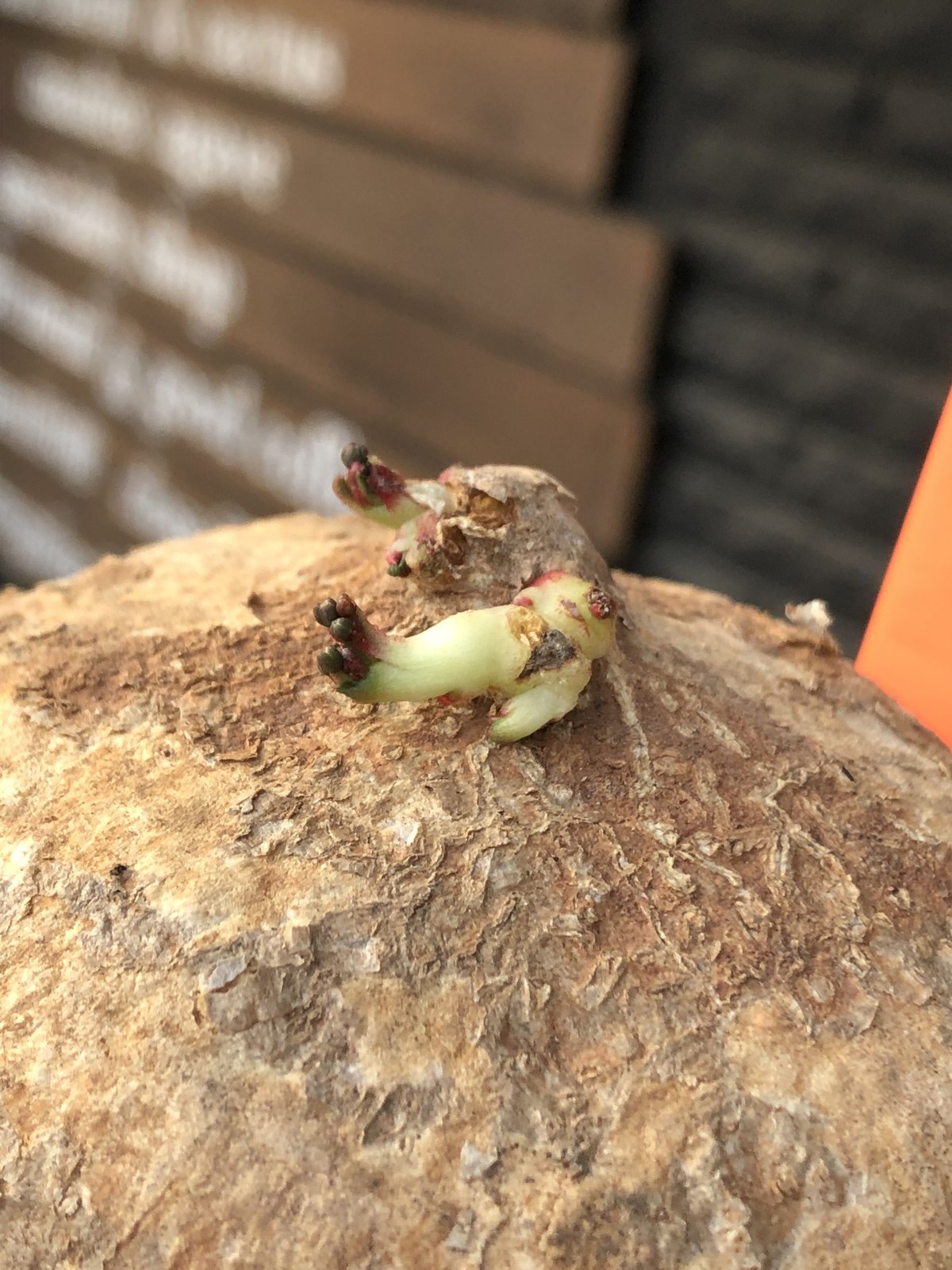 adenia ovata《L L size》激希少種大株※現地球発根後店主国内 adenia ovata《L L size》激希少種大株※現地球発根後店主国内