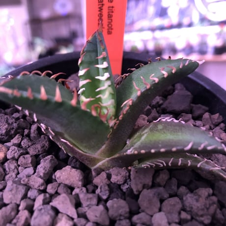 agave   littmon ４株set🌵《titanota.赤猫.BB.parryi》※セットのみ販売‼︎※mad black pot植え