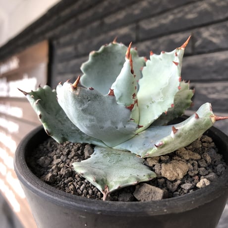 agave  isthmensis《M size》※現地球発根後店主国内管理2年株※weight低く締まり纏まり良き良バランス※mad black pot植え