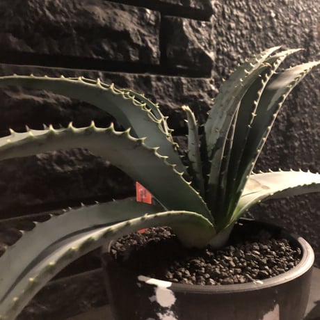 aloe   argyrostachys《L size》現地球発根済み‼︎ マダガスカルの希少種‼︎　※mad black  marble bowl pot植え