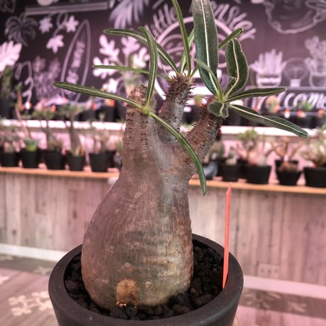packypodium  gracilius《S size》※現地球発根済み株‼︎  （限定1株）※丸くツルツル肌にギャップのある株元の焼けが堪らないチビキリス※mad black pot植え