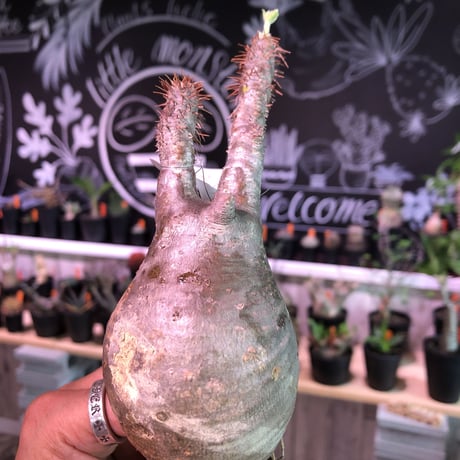 packypodium    gracilius《S size》輸入まもないまん丸新鮮株🌵vo①  限定15株