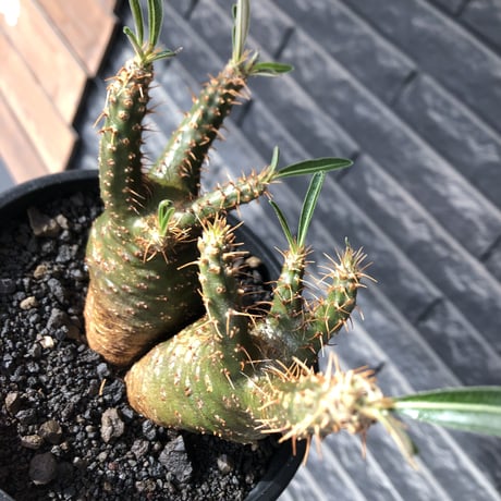 pachypodium gracilius《M size》希少green肌&W-he'd株※現地球発根後店主国内管理2年株※強いgreen肌とぼってり株元な選抜株※mad black pot植え